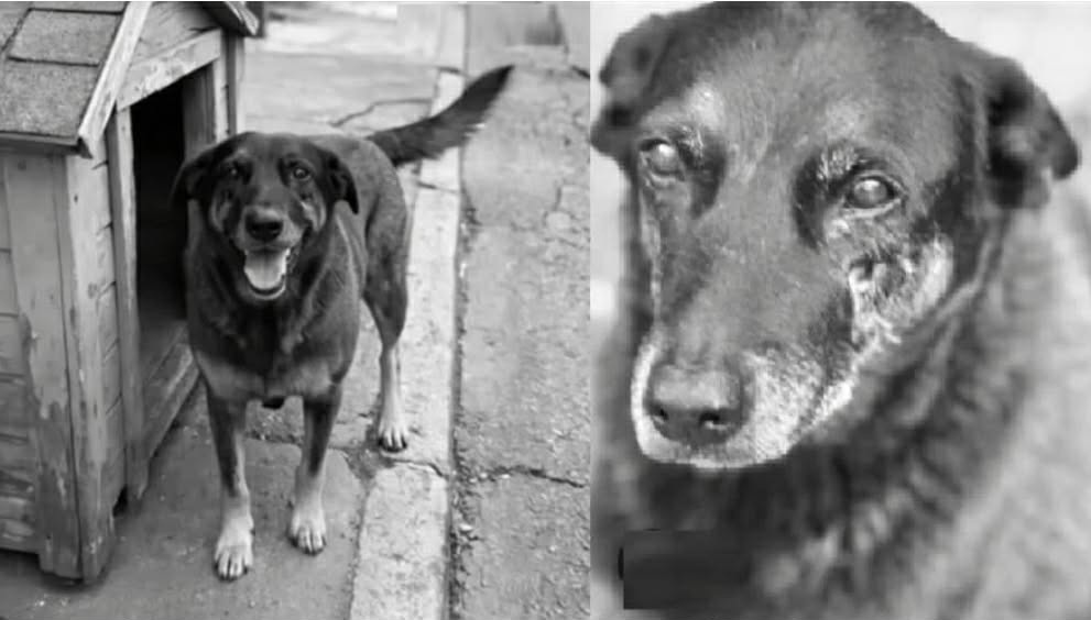 Orelha, o cachorro que foi vítima de uma violência indescritível